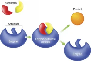 Enzyme chăm sóc da là gì?